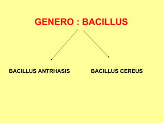 GENERO : BACILLUS

BACILLUS ANTRHASIS

BACILLUS CEREUS

 