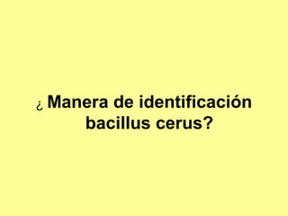 ¿ Manera

de identificación
bacillus cerus?

 