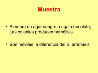 Muestra
• Siembra en agar sangre o agar chocolate;
Las colonias producen hemólisis.
• Son móviles, a diferencia del B. antrhasis

 