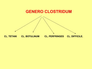 GENERO CLOSTRIDUM

CL. TETANI

CL. BOTULINUM

CL. PERFRINGES

CL. DIFFICILE.

 