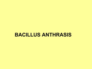 BACILLUS ANTHRASIS

 