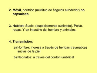 2. Móvil, peritrico (multitud de flagelos alrededor) no
capsulado.

3. Hábitat: Suelo, (especialmente cultivado). Polvo,
ropas, Y en intestino del hombre y animales.

4. Transmisión:
a) Hombre: ingresa a través de heridas traumáticas
sucias de la piel
b) Neonatos: a través del cordón umbilical

 