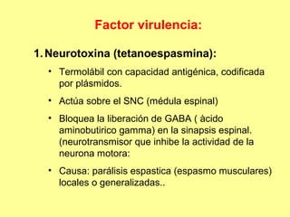 Factor virulencia:
1. Neurotoxina (tetanoespasmina):
• Termolábil con capacidad antigénica, codificada
por plásmidos.
• Actúa sobre el SNC (médula espinal)
• Bloquea la liberación de GABA ( àcido
aminobutirico gamma) en la sinapsis espinal.
(neurotransmisor que inhibe la actividad de la
neurona motora:
• Causa: parálisis espastica (espasmo musculares)
locales o generalizadas..

 