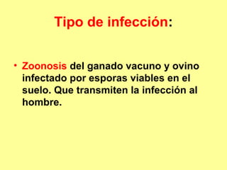 Tipo de infección:
• Zoonosis del ganado vacuno y ovino
infectado por esporas viables en el
suelo. Que transmiten la infección al
hombre.

 