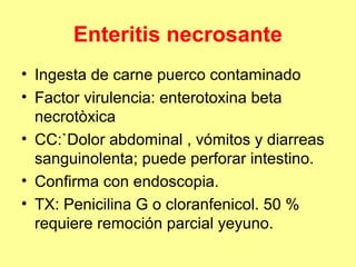 Enteritis necrosante
• Ingesta de carne puerco contaminado
• Factor virulencia: enterotoxina beta
necrotòxica
• CC:`Dolor abdominal , vómitos y diarreas
sanguinolenta; puede perforar intestino.
• Confirma con endoscopia.
• TX: Penicilina G o cloranfenicol. 50 %
requiere remoción parcial yeyuno.

 