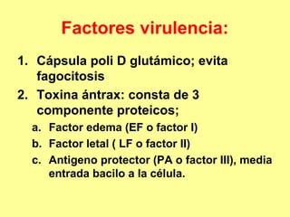 Factores virulencia:
1. Cápsula poli D glutámico; evita
fagocitosis
2. Toxina ántrax: consta de 3
componente proteicos;
a. Factor edema (EF o factor I)
b. Factor letal ( LF o factor II)
c. Antigeno protector (PA o factor III), media
entrada bacilo a la célula.

 