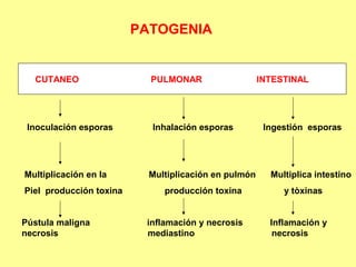 PATOGENIA

CUTANEO

Inoculación esporas

Multiplicación en la
Piel producción toxina
Pústula maligna
necrosis

PULMONAR

Inhalación esporas

Multiplicación en pulmón
producción toxina
inflamación y necrosis
mediastino

INTESTINAL

Ingestión esporas

Multiplica intestino
y tòxinas
Inflamación y
necrosis

 