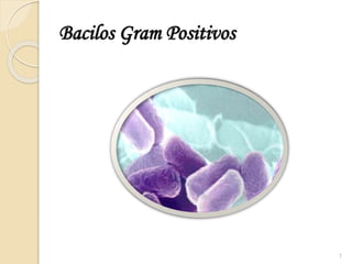 Bacilos Gram Positivos
1
 