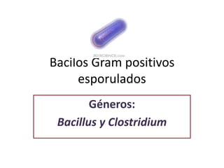 Bacilos Gram positivos
     esporulados
        Géneros:
 Bacillus y Clostridium
 