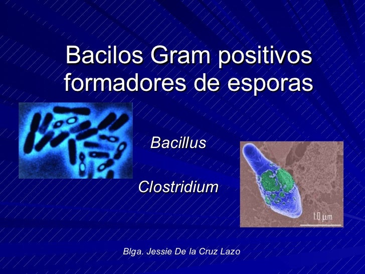 Bacilos Gram Positivos Formadores De Esporas