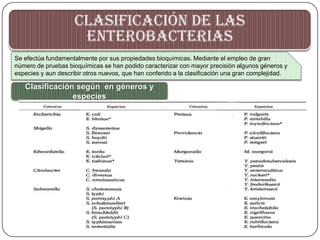 Bacilos gram + y - enterobacterias UAP TACNA 2013 