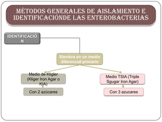Bacilos gram + y - enterobacterias UAP TACNA 2013 