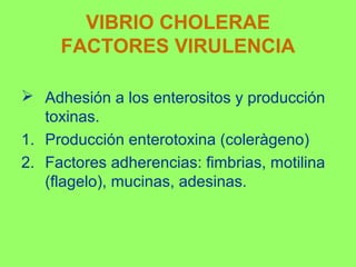 VIBRIO CHOLERAE
FACTORES VIRULENCIA
 Adhesión a los enterositos y producción
toxinas.
1. Producción enterotoxina (coleràgeno)
2. Factores adherencias: fimbrias, motilina
(flagelo), mucinas, adesinas.

 
