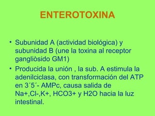 ENTEROTOXINA
• Subunidad A (actividad biológica) y
subunidad B (une la toxina al receptor
gangliòsido GM1)
• Producida la unión , la sub. A estimula la
adenilciclasa, con transformación del ATP
en 3´5´- AMPc, causa salida de
Na+,Cl-,K+, HCO3+ y H2O hacia la luz
intestinal.

 