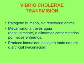 VIBRIO CHOLERAE
TRANSMISIÒN
• Patógeno humano, sin reservorio animal.
• Mecanismo: a través agua
(habitualmente) o alimentos contaminados
por heces enfermos.
• Produce inmunidad pasajera tanto natural
o artificial (vacunación).

 
