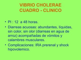 VIBRIO CHOLERAE
CUADRO - CLINICO
• PI : 12 a 48 horas.
• Diarreas acuosas: abundantes, líquidas,
sin color, sin olor (diarreas en agua de
arroz) acompañadas de vómitos y
calambres musculares.
• Complicaciones: IRA prerenal y shock
hipovolemico.

 