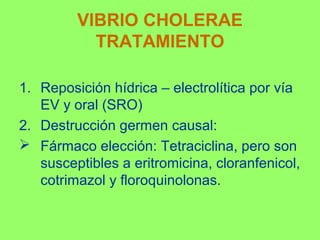 VIBRIO CHOLERAE
TRATAMIENTO
1. Reposición hídrica – electrolítica por vía
EV y oral (SRO)
2. Destrucción germen causal:
 Fármaco elección: Tetraciclina, pero son
susceptibles a eritromicina, cloranfenicol,
cotrimazol y floroquinolonas.

 