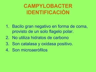 CAMPYLOBACTER
IDENTIFICACIÒN
1. Bacilo gran negativo en forma de coma,
provisto de un solo flagelo polar.
2. No utiliza hidratos de carbono
3. Son catalasa y oxidasa positivo.
4. Son microaeròfilos

 