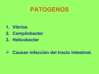 PATOGENOS
1. Vibrios
2. Campilobacter
3. Helicobacter
 Causan infección del tracto intestinal.

 