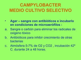 CAMPYLOBACTER
MEDIO CULTIVO SELECTIVO
•

Agar – sangre con antibióticos e incubarlo
en condiciones de microaeròfilos :
a. Sangre o carbón para eliminar los radicales de
oxigeno tóxico
b. Antibióticos para inhibir crecimiento de otras
bacterias
c. Atmósfera 5-7% de O2 y CO2 , incubación 42º
C. durante 24 a 48 horas.

 
