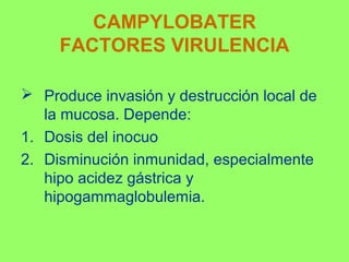 CAMPYLOBATER
FACTORES VIRULENCIA
 Produce invasión y destrucción local de
la mucosa. Depende:
1. Dosis del inocuo
2. Disminución inmunidad, especialmente
hipo acidez gástrica y
hipogammaglobulemia.

 