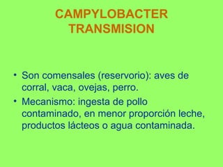 CAMPYLOBACTER
TRANSMISION

• Son comensales (reservorio): aves de
corral, vaca, ovejas, perro.
• Mecanismo: ingesta de pollo
contaminado, en menor proporción leche,
productos lácteos o agua contaminada.

 