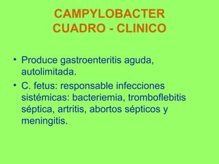 CAMPYLOBACTER
CUADRO - CLINICO
• Produce gastroenteritis aguda,
autolimitada.
• C. fetus: responsable infecciones
sistémicas: bacteriemia, tromboflebitis
séptica, artritis, abortos sépticos y
meningitis.

 