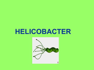 HELICOBACTER

 