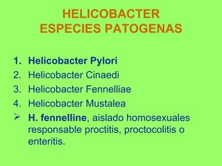 HELICOBACTER
ESPECIES PATOGENAS
1.
2.
3.
4.


Helicobacter Pylori
Helicobacter Cinaedi
Helicobacter Fennelliae
Helicobacter Mustalea
H. fennelline, aislado homosexuales
responsable proctitis, proctocolitis o
enteritis.

 