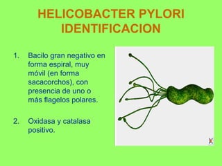HELICOBACTER PYLORI
IDENTIFICACION
1.

Bacilo gran negativo en
forma espiral, muy
móvil (en forma
sacacorchos), con
presencia de uno o
más flagelos polares.

2.

Oxidasa y catalasa
positivo.

 