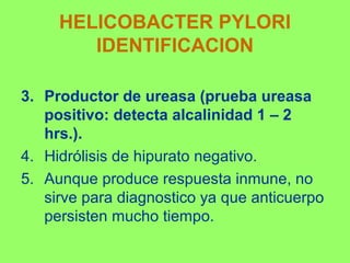 HELICOBACTER PYLORI
IDENTIFICACION
3. Productor de ureasa (prueba ureasa
positivo: detecta alcalinidad 1 – 2
hrs.).
4. Hidrólisis de hipurato negativo.
5. Aunque produce respuesta inmune, no
sirve para diagnostico ya que anticuerpo
persisten mucho tiempo.

 