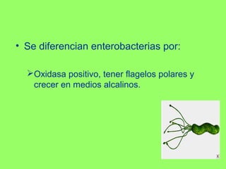 • Se diferencian enterobacterias por:
Oxidasa positivo, tener flagelos polares y
crecer en medios alcalinos.

 