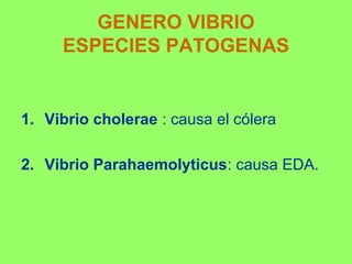 GENERO VIBRIO
ESPECIES PATOGENAS

1. Vibrio cholerae : causa el cólera
2. Vibrio Parahaemolyticus: causa EDA.

 