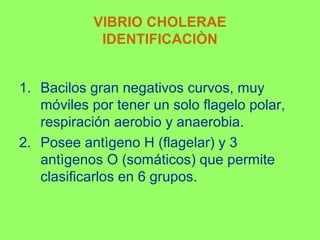 VIBRIO CHOLERAE
IDENTIFICACIÒN
1. Bacilos gran negativos curvos, muy
móviles por tener un solo flagelo polar,
respiración aerobio y anaerobia.
2. Posee antìgeno H (flagelar) y 3
antìgenos O (somáticos) que permite
clasificarlos en 6 grupos.

 