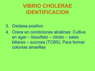VIBRIO CHOLERAE
IDENTIFICACION
3. Oxidasa positivo
4. Crece en condiciones alcalinas: Cultiva
en agar – tiosulfato – citrato – sales
biliares – sucrosa (TCBS). Para formar
colonias amarillas

 