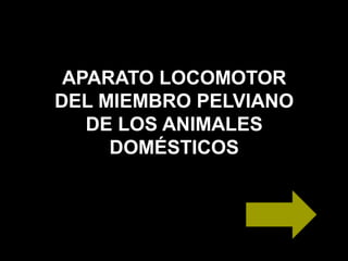 APARATO LOCOMOTOR
DEL MIEMBRO PELVIANO
DE LOS ANIMALES
DOMÉSTICOS
 