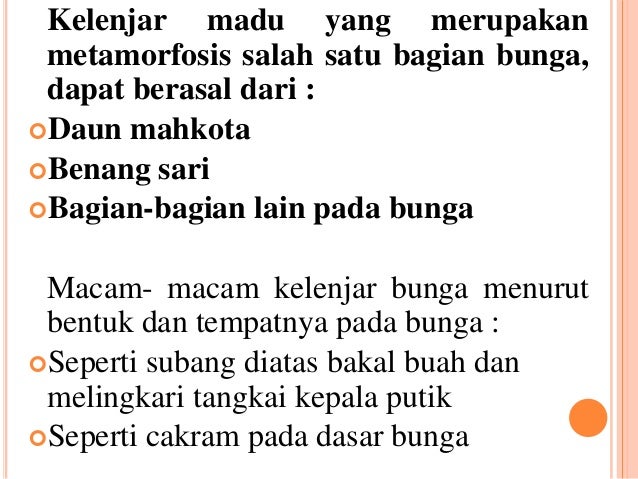 PPT Morfologi tumbuhan bunga 