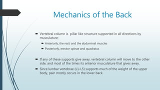 Mechanics of the Back
 Vertebral column is pillar like structure supported in all directions by
musculature;
 Anteriorly, the recti and the abdominal muscles
 Posteriorly, erector spinae and quadratus
 If any of these supports give away, vertebral column will move to the other
side, and most of the times its anterior musculature that gives away.
 Since lumbar vertebrae (L1-L5) supports much of the weight of the upper
body, pain mostly occurs in the lower back.
 