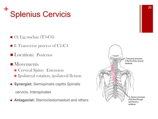 +
Splenius Cervicis
 O: Lig nuchae (T3-C6)
 I: Transverse process of C1-C4
 Location: Posterior
 Movements
 Cervical Spine: Extension
 Ipsilateral rotation, ipsilateral flexion
 Synergist: Semispinalis capitis Spinalis
cervicis, Interspinales
 Antagonist: Sternocleidomastoid and others
26
 