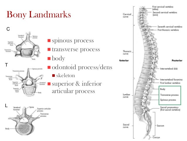 the scapula transverse and spinous processes Which muscle originates on the transverse processes of first four cervical vertebrae and inserts on the vertebral border of scapula between the superior angle and spine. the scapula transverse and spinous processes Which muscle originates on the transverse processes of first four cervical vertebrae and inserts on the vertebral border of scapula between the superior angle and spine.