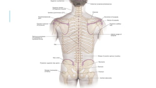 Comprehensive Anatomy and Function of the Human Back Musculature and ...