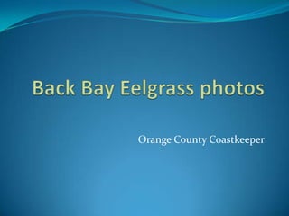 Back Bay Eelgrass photos Orange County Coastkeeper 