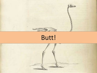 Butt!

 