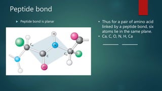 Peptide bond
 Peptide bond is planar • Thus for a pair of amino acid
linked by a peptide bond, six
atoms lie in the same plane.
• Ca, C, O, N, H, Ca
 