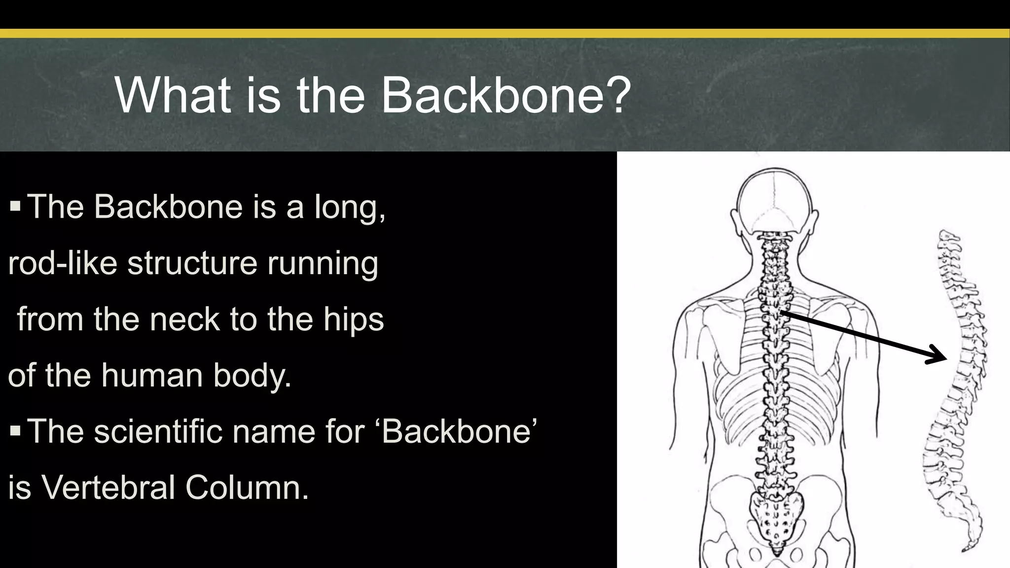 What is the Backbone?
The Backbone is a long,
rod-like structure running
from the neck to the hips
of the human body.
The scientific name for ‘Backbone’
is Vertebral Column.