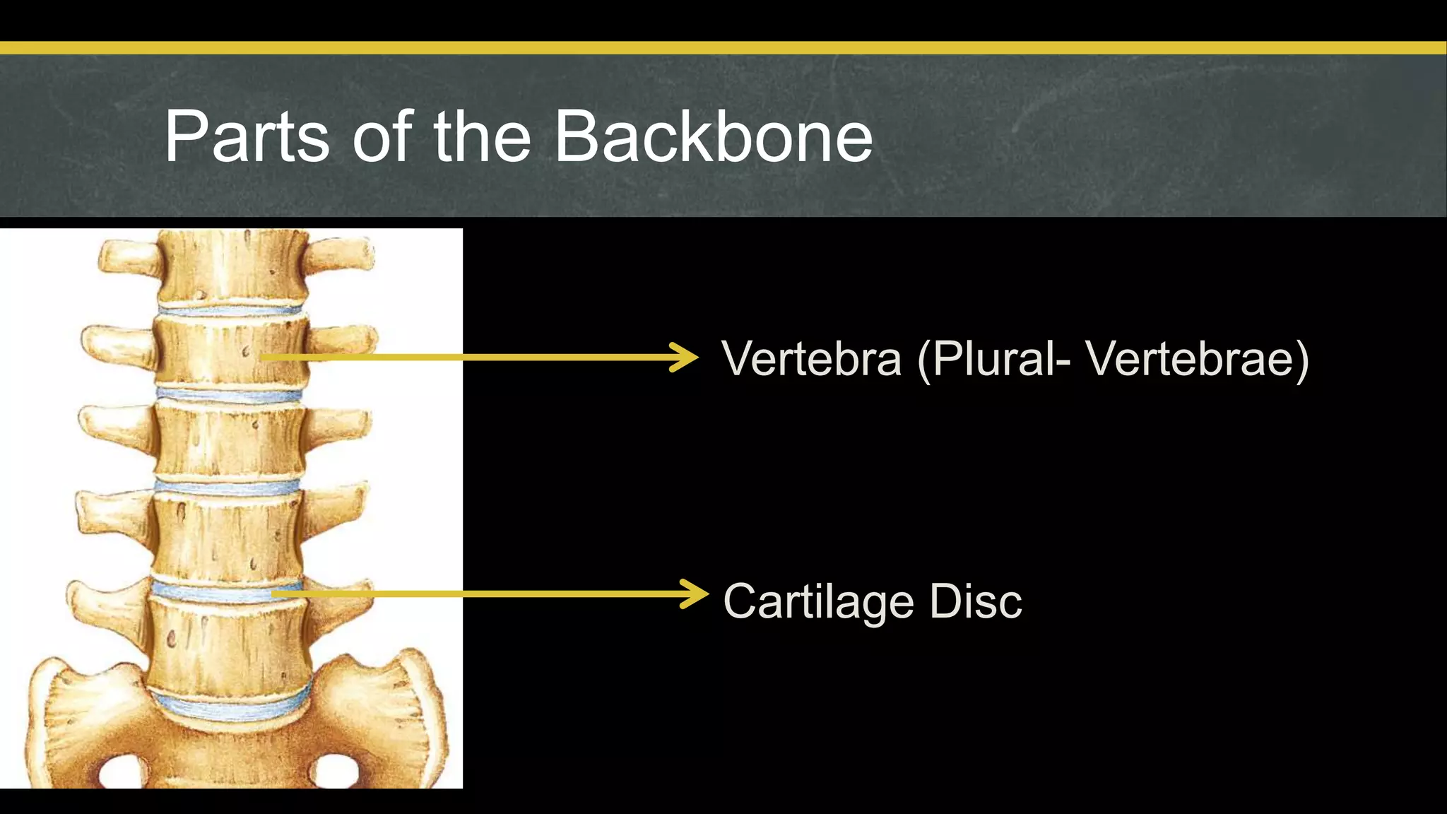 Parts of the Backbone
,s,mz
Vertebra (Plural- Vertebrae)
Cartilage Disc