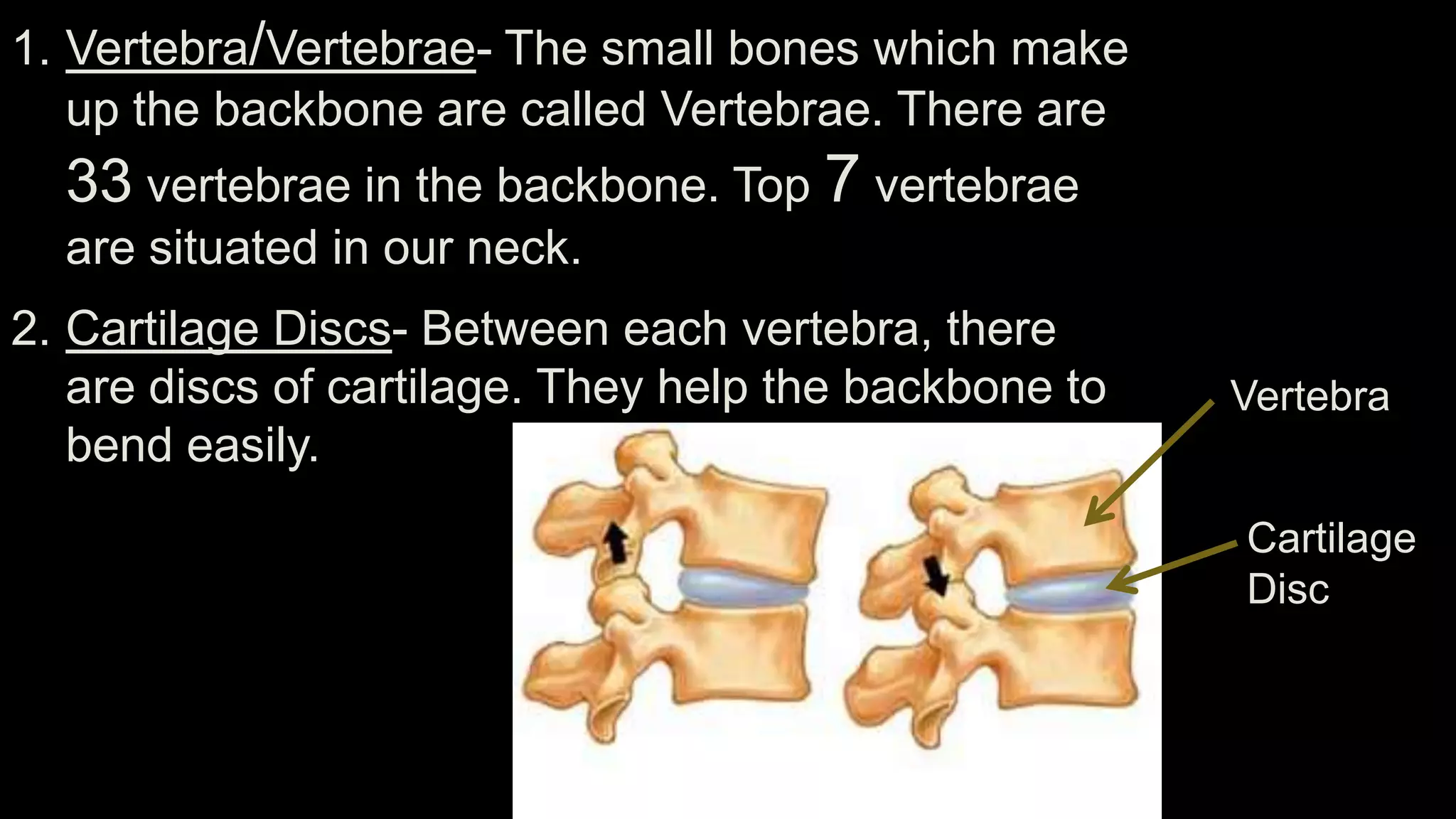 1. Vertebra/Vertebrae- The small bones which make
up the backbone are called Vertebrae. There are
33 vertebrae in the backbone. Top 7 vertebrae
are situated in our neck.
2. Cartilage Discs- Between each vertebra, there
are discs of cartilage. They help the backbone to
bend easily.
Vertebra
Cartilage
Disc