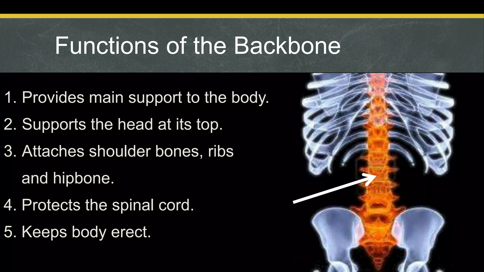 Functions of the Backbone
1. Provides main support to the body.
2. Supports the head at its top.
3. Attaches shoulder bones, ribs
and hipbone.
4. Protects the spinal cord.
5. Keeps body erect.
