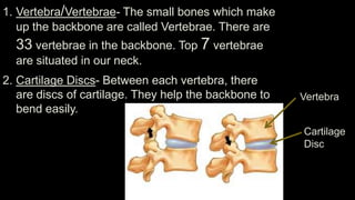 1. Vertebra/Vertebrae- The small bones which make
up the backbone are called Vertebrae. There are

33 vertebrae in the backbone. Top 7 vertebrae
are situated in our neck.
2. Cartilage Discs- Between each vertebra, there
are discs of cartilage. They help the backbone to
bend easily.

Vertebra
Cartilage
Disc

 