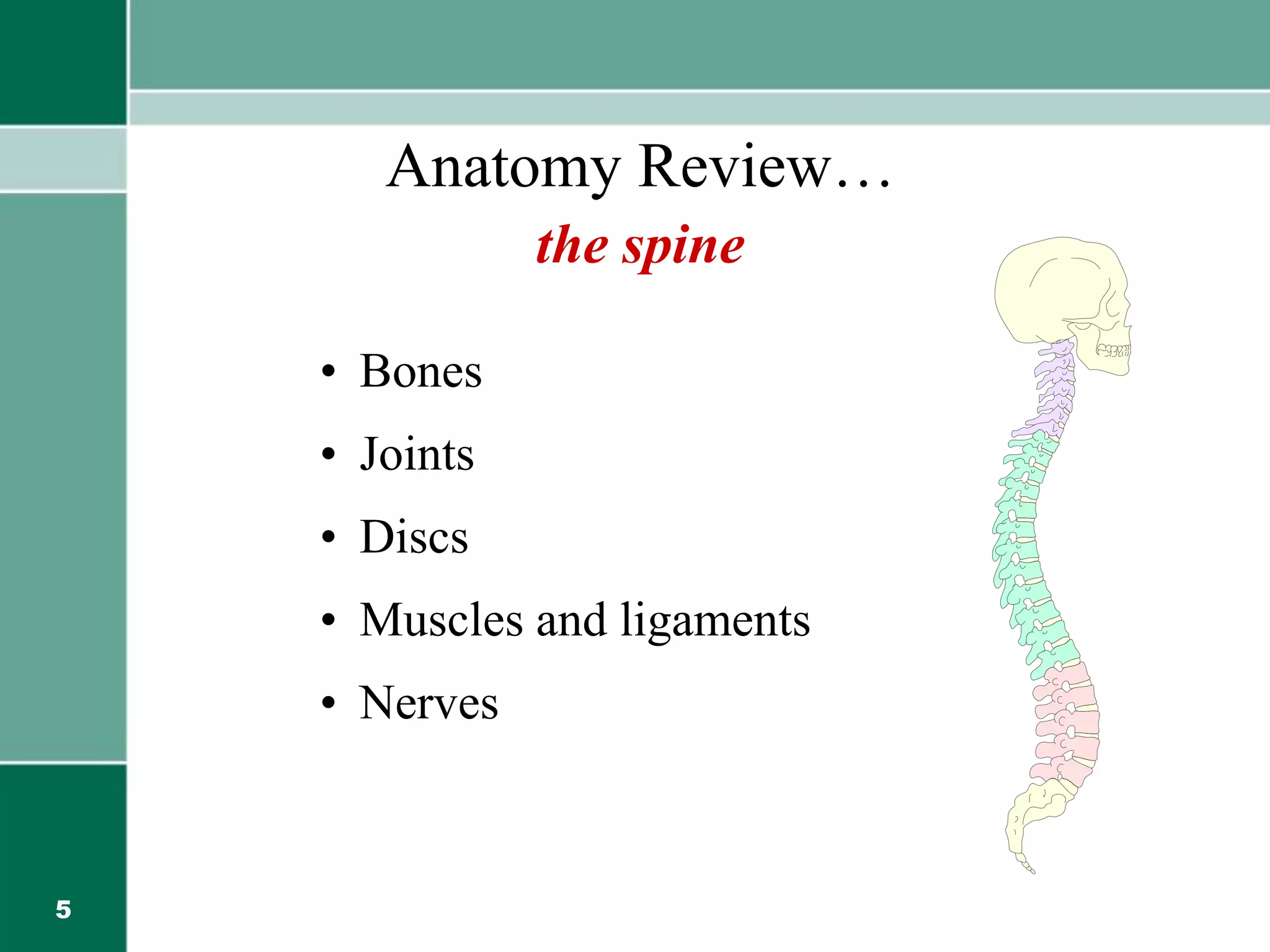 5
Anatomy Review…
the spine
• Bones
• Joints
• Discs
• Muscles and ligaments
• Nerves
 